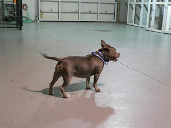 Product - Circle Kennel Club in Green Bay, WI Pet Boarding & Grooming Product - Circle Kennel Club in Green Bay, WI Pet Boarding & Grooming