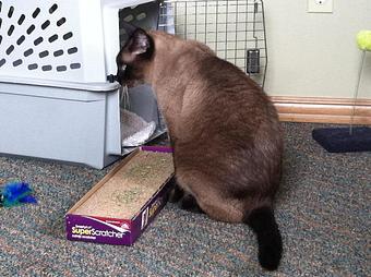 Product - Circle Kennel Club in Green Bay, WI Pet Boarding & Grooming Product - Circle Kennel Club in Green Bay, WI Pet Boarding & Grooming