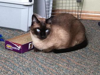 Product - Circle Kennel Club in Green Bay, WI Pet Boarding & Grooming Product - Circle Kennel Club in Green Bay, WI Pet Boarding & Grooming