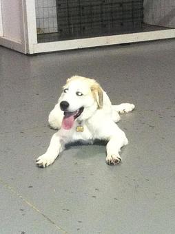 Product - Circle Kennel Club in Green Bay, WI Pet Boarding & Grooming Product - Circle Kennel Club in Green Bay, WI Pet Boarding & Grooming