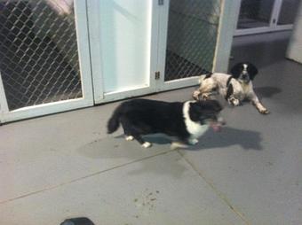 Product - Circle Kennel Club in Green Bay, WI Pet Boarding & Grooming Product - Circle Kennel Club in Green Bay, WI Pet Boarding & Grooming