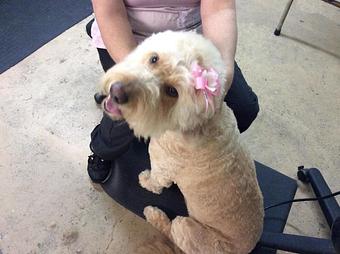Product - Clip N Dip in Kennesaw, GA Pet Boarding & Grooming