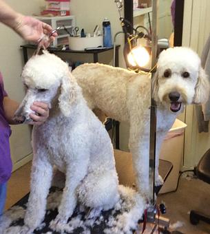 Product - Clip N Dip in Kennesaw, GA Pet Boarding & Grooming