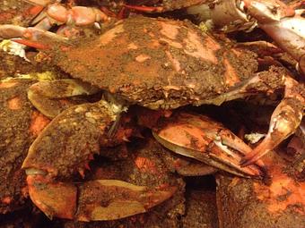 Product - Conrad's Seafood Restaurant - Perry Hall in Perry Hall, MD Seafood Restaurants