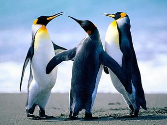 Product: Happy Penguins - Conscious Choices in Naples, FL Business Services