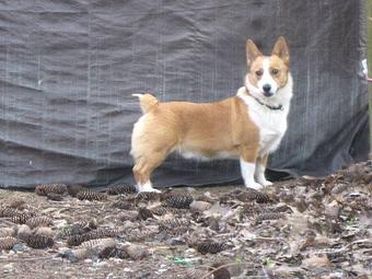 Product: Larry, welsh Corgi from Berwick, Me. - Country Time Pet Boarding Kennels in Wells, ME Pet Boarding & Grooming