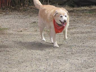 Product: Nash is a real gentleman. He is a Golden Retriever Mix from Sanford, Me. Nash is a newcomer to the kennels but acts as if he has been coming here all his life.This is his second time here. Nash is a real gentleman. - Country Time Pet Boarding Kennels in Wells, ME Pet Boarding & Grooming