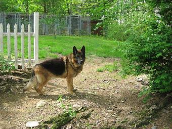 Product: This handsome dude is Ziran from Kennebunk, Me. Ziran Is a very fit 13 1/2 year old German Shepherd. He is not happy about being out with other dogs, but clearly enjoys his time out in the excercise area by himself. - Country Time Pet Boarding Kennels in Wells, ME Pet Boarding & Grooming