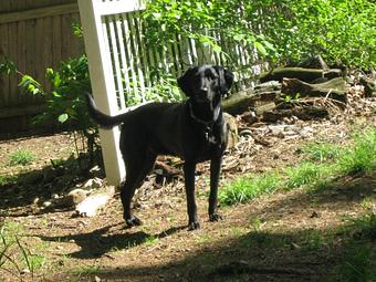 Product: This is Blue a Black Lab from Ogunquit. She visits often as her father is an airline attendant & his partner is often away on business. They love Blue to visit so she can run & play. We tried to get her pic when she was smiling but she was too quick. - Country Time Pet Boarding Kennels in Wells, ME Pet Boarding & Grooming