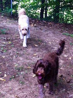 Product: Hadley the tan Labradoodle & Quinn the chocolate Labradoodle team up in the big dog play yard to have some fun on a beautiful summer morning @ CTPBK. - Country Time Pet Boarding Kennels in Wells, ME Pet Boarding & Grooming