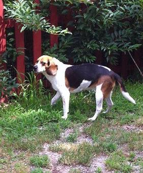Product: Sophie, a Beagle from Kennebunk, Me, is a frequent flyer here since 2007. Her Mom says it's all right with Sophie to be dropped off as she gets excited as soon as she turns onto the drive. Sophie luvs to play in the yard with the dogs. - Country Time Pet Boarding Kennels in Wells, ME Pet Boarding & Grooming
