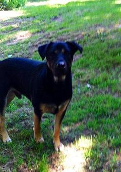 Product: A very impressive guy,Titan, a Rottweiler mix from South Berwick, Me. This is Titan's first time visiting us. At first he was suspicious of us, but as time went on, Lee's pocket full of treats won him over. - Country Time Pet Boarding Kennels in Wells, ME Pet Boarding & Grooming