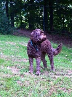 Product: Quinn, a beautiful chocolate Labradoodle is having a morning romp in the "big dog" play yard. Quinn's family is in Orlando Fl @ Universal Park. Quinn is a local from North Berwick Me. - Country Time Pet Boarding Kennels in Wells, ME Pet Boarding & Grooming