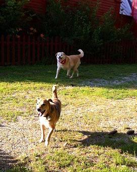 Product: Happy faces...
Nash. A Golden Mix from Sanford & Harvey, a Beagle mix from Wells, showing off the fun they are having during their time out in the play yard at Country Time Kennels. - Country Time Pet Boarding Kennels in Wells, ME Pet Boarding & Grooming
