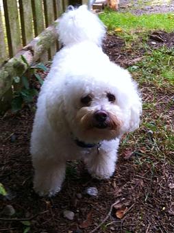 Product: This cute little face belongs to Dakota a Bichon Frisée from Hollis Center, Me. Dakota has been visiting CTPB Kennels since 2008 while his mom is vacationing. - Country Time Pet Boarding Kennels in Wells, ME Pet Boarding & Grooming