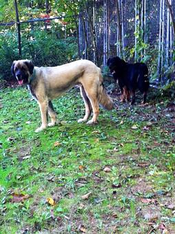 Product: These two dogs, Tin Tin & Chauncy are housemates from Cape Neddick, Me. Tin Tin is a Leonberger & Chauncey is a Shepherd Mix.  Chauncey is  Shepherd size, Tin Tin is Bigger than a St. Bernard. - Country Time Pet Boarding Kennels in Wells, ME Pet Boarding & Grooming