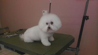 Product - Creative Dog Grooming in Palm Desert, CA Pet Boarding & Grooming