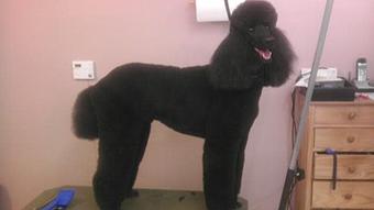 Product - Creative Dog Grooming in Palm Desert, CA Pet Boarding & Grooming