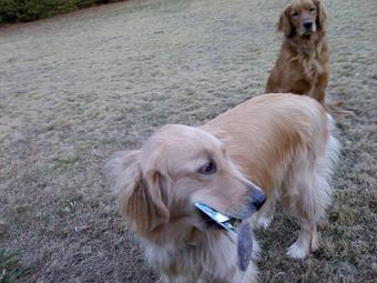 Product: Roxy and Rae are Martha H's fur babies. Golden retrievers both. - Critter Sitters - America's Oldest & Largest In-Home Pet Sitting Comp in Search by zip code - Atlanta, GA Pet Care Services