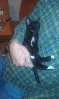 Product: The Price family kitty - Critter Sitters - America's Oldest & Largest In-Home Pet Sitting Comp in Search by zip code - Atlanta, GA Pet Care Services