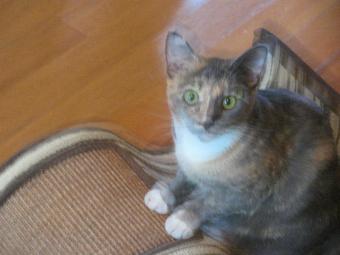 Product: muted calico - Critter Sitters - America's Oldest & Largest In-Home Pet Sitting Comp in Search by zip code - Atlanta, GA Pet Care Services