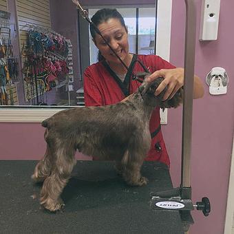 Product - D'tails Pet Boutique & Spa in Winter Springs, FL Pet Boarding & Grooming