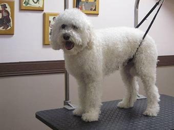 Product - Dapper Dog Salon in Fort Collins, CO Pet Boarding & Grooming