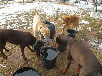 Product - Dapper Dog Salon in Fort Collins, CO Pet Boarding & Grooming