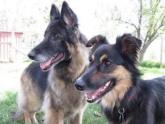 Product - Dapper Dog Salon in Fort Collins, CO Pet Boarding & Grooming