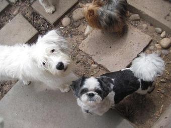 Product - Dapper Dog Salon in Fort Collins, CO Pet Boarding & Grooming