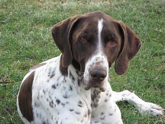 Product - Dapper Dog Salon in Fort Collins, CO Pet Boarding & Grooming