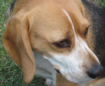 Product - Dapper Dog Salon in Fort Collins, CO Pet Boarding & Grooming