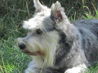 Product - Dapper Dog Salon in Fort Collins, CO Pet Boarding & Grooming