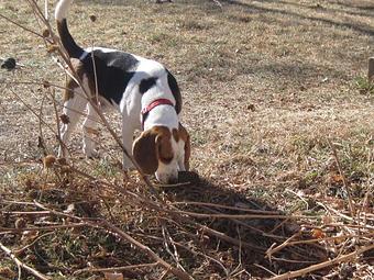 Product - Dapper Dog Salon in Fort Collins, CO Pet Boarding & Grooming