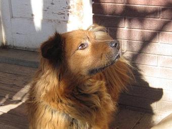 Product - Dapper Dog Salon in Fort Collins, CO Pet Boarding & Grooming