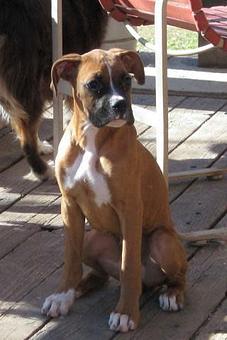 Product - Dapper Dog Salon in Fort Collins, CO Pet Boarding & Grooming