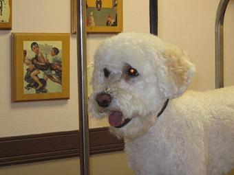 Product - Dapper Dog Salon in Fort Collins, CO Pet Boarding & Grooming