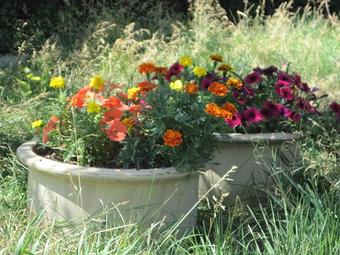 Product - Dapper Dog Salon in Fort Collins, CO Pet Boarding & Grooming