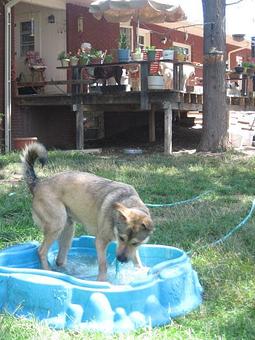 Product - Dapper Dog Salon in Fort Collins, CO Pet Boarding & Grooming