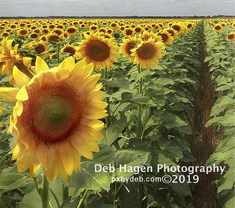 Product - Deb Hagen Photography in Hutchinson, KS Misc Photographers