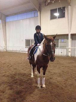 Product - Denver Equestrians Riding School in Littleton, CO Pet Care Services
