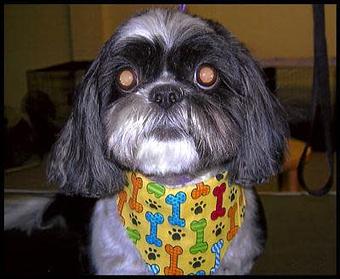 Product - Deschutes Dog Salon in Bend, OR Pet Boarding & Grooming