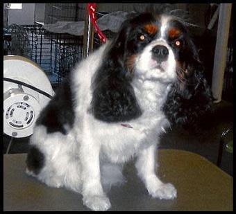 Product - Deschutes Dog Salon in Bend, OR Pet Boarding & Grooming