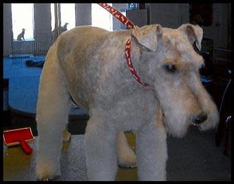 Product - Deschutes Dog Salon in Bend, OR Pet Boarding & Grooming