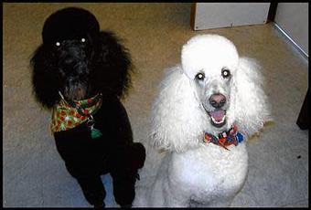 Product - Deschutes Dog Salon in Bend, OR Pet Boarding & Grooming