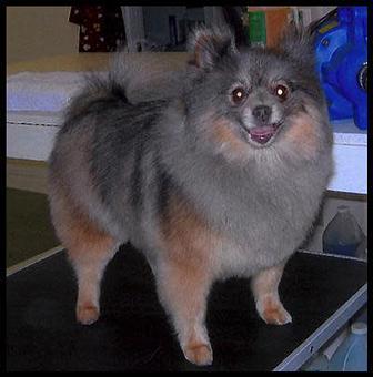 Product - Deschutes Dog Salon in Bend, OR Pet Boarding & Grooming