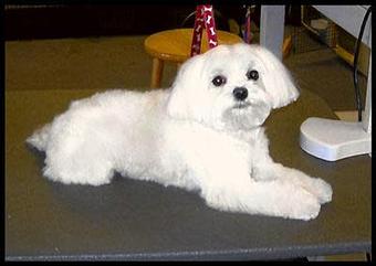 Product - Deschutes Dog Salon in Bend, OR Pet Boarding & Grooming