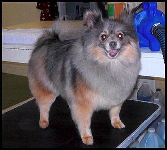Product - Deschutes Dog Salon in Bend, OR Pet Boarding & Grooming