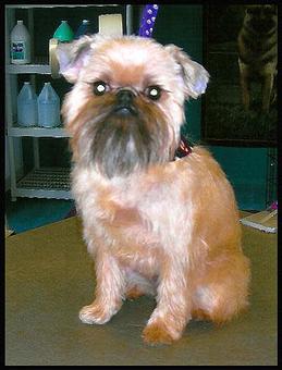 Product - Deschutes Dog Salon in Bend, OR Pet Boarding & Grooming
