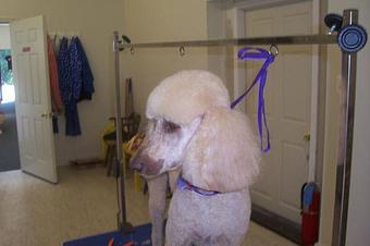 Product - Designer Dogs in Hughesville, MD Hamburger Restaurants